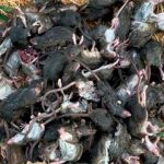 Apocalíptica plaga de ratones aterroriza a Australia australia, plaga, ratones, medidas, salud,