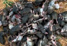 australia, plaga, ratones, medidas, salud,
