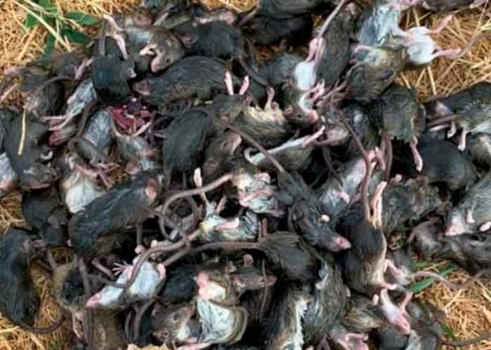 australia, plaga, ratones, medidas, salud,