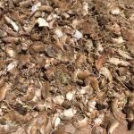 Australia, plaga de ratones, agricultores, economía,