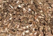Australia, plaga de ratones, agricultores, economía,