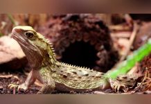 Cambio climático puede amenazar a los reptiles al reducir su flora bacteriana