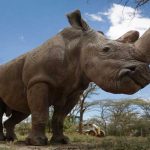 El último macho de rinoceronte blanco y la última esperanza para su especie