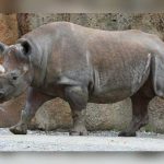 Nace bebé rinoceronte en zoológico checo