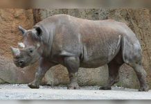 Nace bebé rinoceronte en zoológico checo