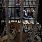 Rumania prohíbe presentar animales salvajes en circos
