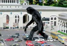 Internautas de Rusia desconcertados por un «King Kong» de la vida real Rusia, Internautas, King Kong, vida real,