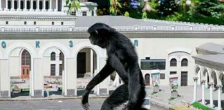 Rusia, Internautas, King Kong, vida real,