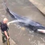 inglaterra, rio tamesis, ballena, animales,