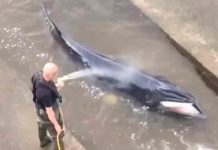 Inglaterra: Sacrifican a ballena bebé varada en río Támesis inglaterra, rio tamesis, ballena, animales,