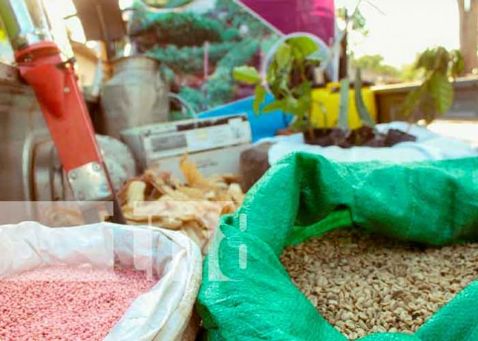 nicaragua, nueva segovia, ciclo agrícola 2021, productores,