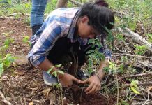 Movimiento Guardabarranco siembra árboles en el Río La Sardina