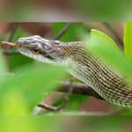 Científicos chinos logran criar serpiente rara en peligro de extinción