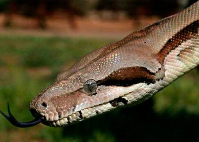 serpiente