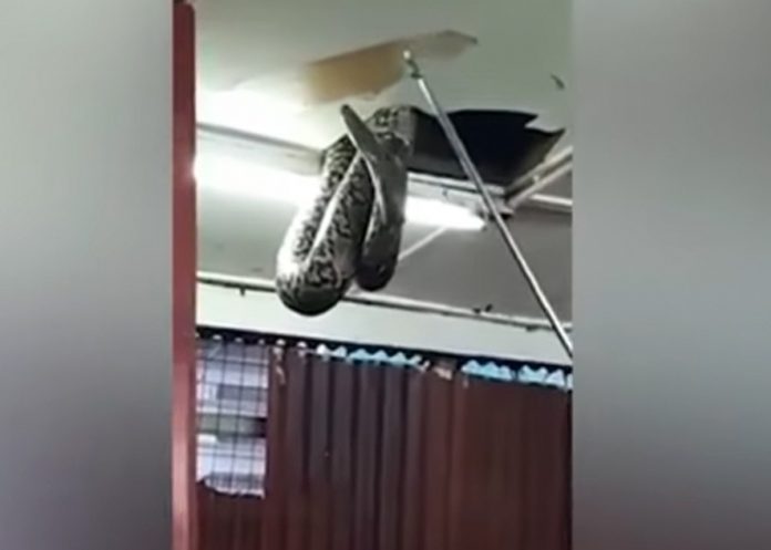 serpiente1