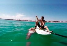 Video: Un calamar gigante ataca a un surfista en Sudáfrica