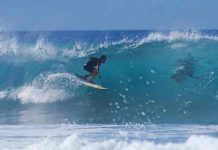 australia, ataque de tiburon, surfista,