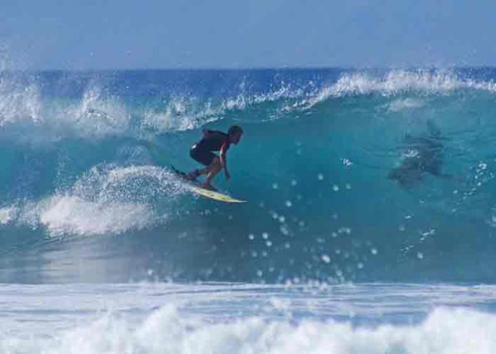 australia, ataque de tiburon, surfista,