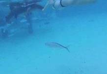 VIDEO: Filma el momento en que su esposa es atacada por un tiburón durante la luna de miel