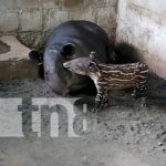 Nacen en Zoológico Nacional pareja de tapires en cautiverio nicaragua, zoologico, tapires, atractivo,