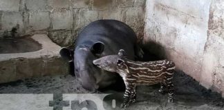 nicaragua, zoologico, tapires, atractivo,