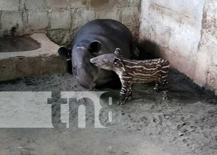 nicaragua, zoologico, tapires, atractivo,