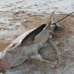 Tiburones se congelan por ola de frío en Massachusetts