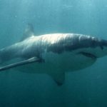 Turista atacada por un tiburón se recupera en Nueva Zelanda