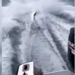 VIDEO: Amarran a un tiburón a una lancha y lo arrastran hasta matarlo