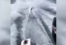VIDEO: Amarran a un tiburón a una lancha y lo arrastran hasta matarlo
