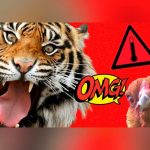 Hallan a cinco tigres en un congelador en Vietnam