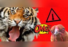 ¿el ‘salto del tigre’ te puede decapitar? Conoce más sobre esta acrobacia sexual