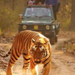 China, Zoológico, dos leones, guardián,