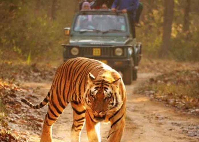 China, Zoológico, dos leones, guardián,