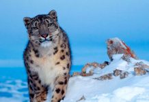 Descubren tres nuevas subespecies de Leopardos de la nieve
