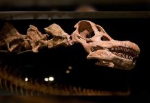 Este titanosaurio recién bautizado es el animal más grande que ha caminado sobre la Tierra