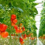 ¿Por qué los tomates ya no saben como antes?