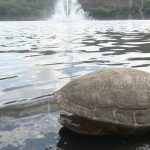 Nicaragua: Muerte de tortugas en Tiscapa podría ser por algas