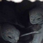 EE.UU: Florida recibe 850 tortugas aturdidas por el frío