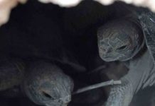 EE.UU: Florida recibe 850 tortugas aturdidas por el frío