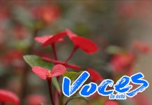 Torenias, empresa plantada en tierra fértil