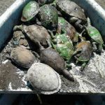 Contaminación en Tiscapa causa la muerte de al menos 30 tortugas diario