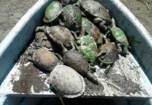 Contaminación en Tiscapa causa la muerte de al menos 30 tortugas diario
