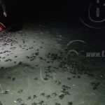 Rivas: Ejército de Nic. y MARENA liberan tortugas en playa La Flor