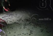 Rivas: Ejército de Nic. y MARENA liberan tortugas en playa La Flor