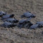 México: Activistas protegen y liberan crías de tortugas