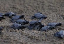 México: Activistas protegen y liberan crías de tortugas