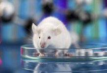 Un estudio podría ser el avance definitivo para el primer transplante de cabeza