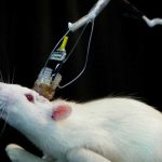 Científicos realizan el primer trasplante «exitoso» de cabeza en una rata
