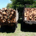 Fuerza Naval ocupa 12 toneladas métricas de madera ilegal en Chinandega